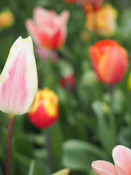 Schöne Tulpen im Frühling Symbol des Landes der Niederlande — Stockfoto