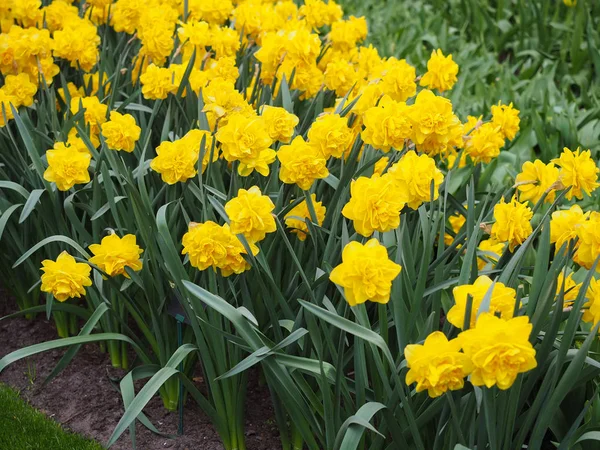 Schöne Tulpen im Frühling Symbol des Landes der Niederlande — Stockfoto