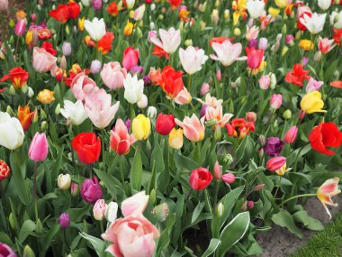 Baharda güzel laleler Netherla ülkesinin sembolü