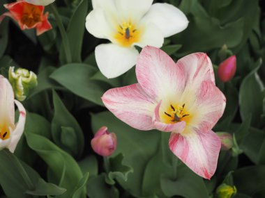 Baharda güzel laleler Netherla ülkesinin sembolü