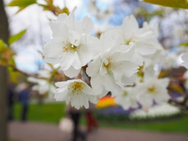 Baharda güzel laleler Netherla ülkesinin sembolü