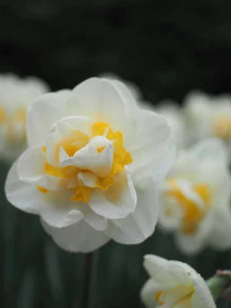 Lindas tulipas na primavera Símbolo do país dos Países Baixos — Fotografia de Stock