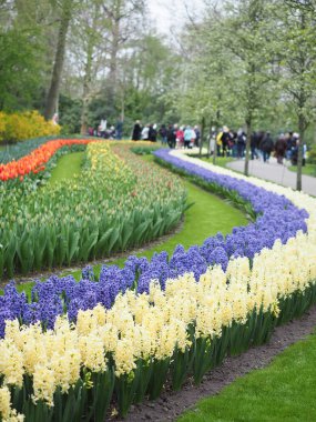 Baharda güzel laleler Netherla ülkesinin sembolü