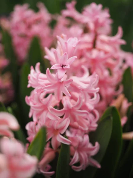 Piękne tulipany wiosną symbol kraju Netherla — Zdjęcie stockowe