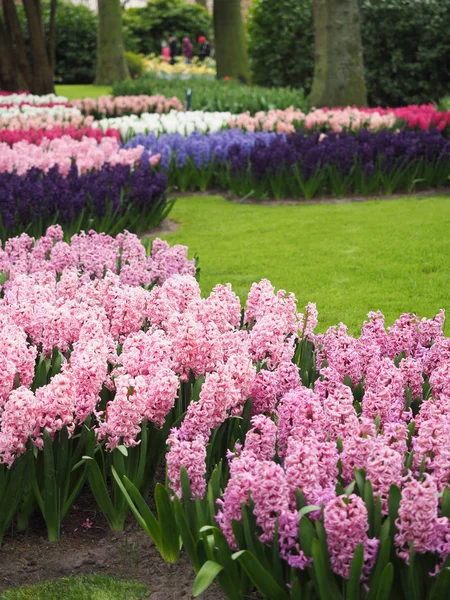 Lindas tulipas na primavera Símbolo do país dos Países Baixos — Fotografia de Stock
