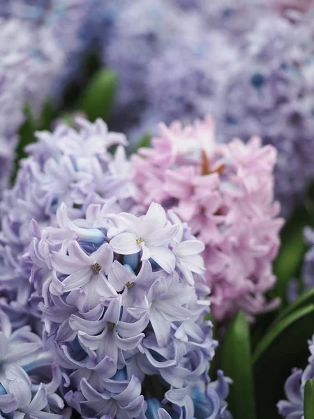 Překrásné tulipány na jaře symbol země Netherla — Stock fotografie