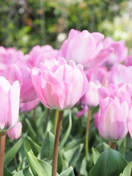 Baharda güzel laleler Netherla ülkesinin sembolü
