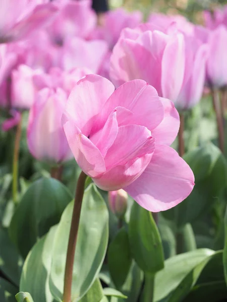 Schöne Tulpen im Frühling Symbol des Landes der Niederlande — Stockfoto