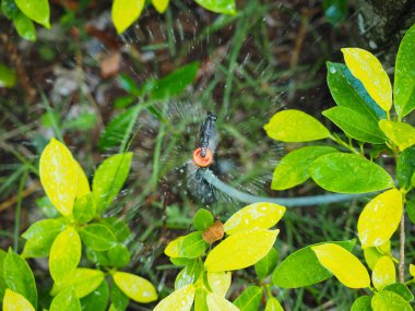 Otomatik sulama sistemi güzel çiçekler yapar