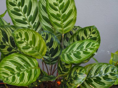 Otomatik sulama sistemi güzel çiçekler yapar