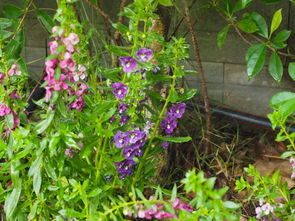 Sistema de rega automática faz belas flores — Fotografia de Stock