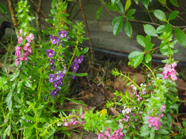 Sistema de riego automático hace hermosas flores — Foto de Stock