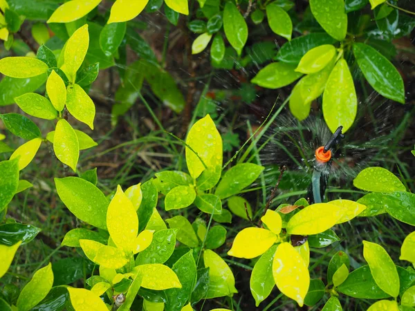 Système d'arrosage automatique fait de belles fleurs — Photo