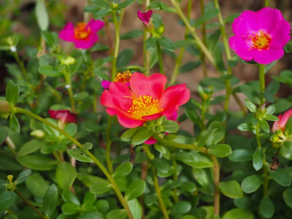 Sistema de riego automático hace hermosas flores —  Fotos de Stock