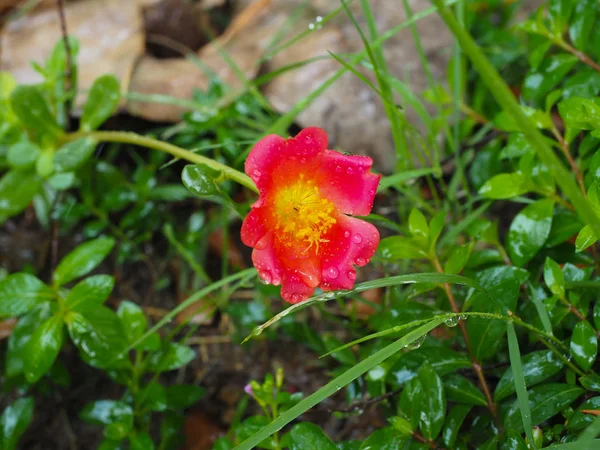 Automatic watering system makes beautiful flowers — Stock Photo, Image