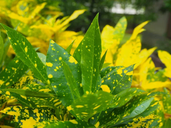 Zierblumen im Garten — Stockfoto