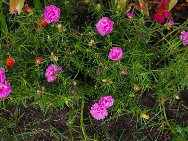 Bahçede süs çiçekleri — Stok fotoğraf