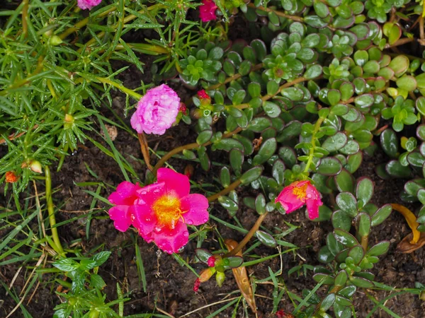 Flores ornamentales en el jardín — Foto de Stock