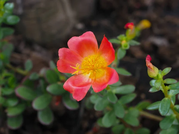 Fleurs ornementales dans le jardin — Photo