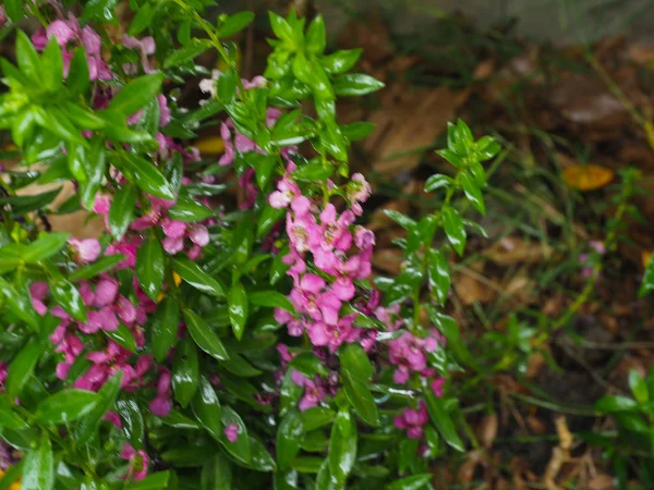 Zierblumen im Garten lizenzfreie Stockfotos