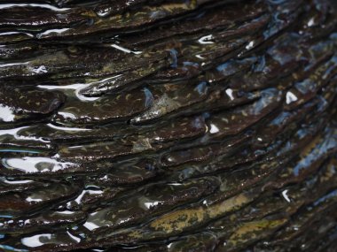 Arka bahçedeki gölette çeşmeler ve kayalar