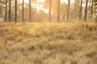 Sonbahar yatay, orman - seçici odak sarı çayır.