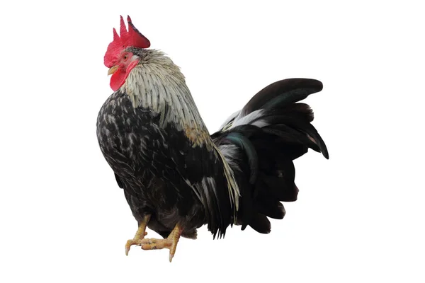 Rooster Isolated White Background Clipping Paths — Stock Photo, Image