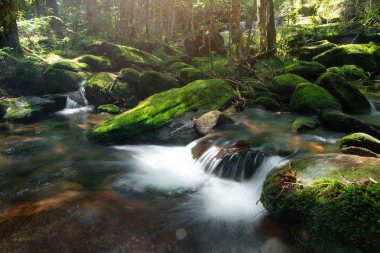 sakin dağ su akışı yeşil ormanda akan