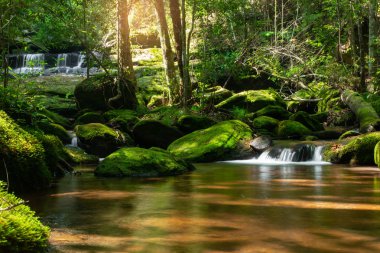 yeşil ormanda akan dağ su akışı