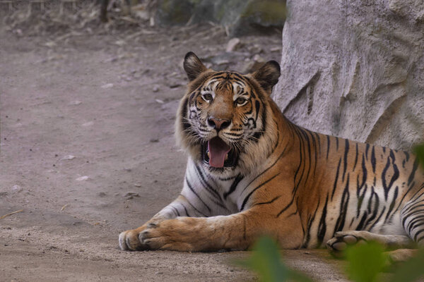 portrait of a bengal tiger.