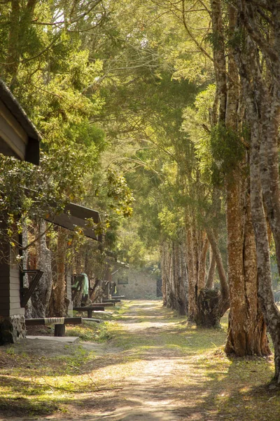 Walkway with tree at front yard, Beauty nature scene - selective focus.