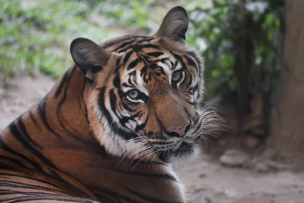 Tigre Bengala Buscando Algo — Foto de Stock