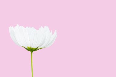 Kırpma yolları üzerinde izole pembe - beyaz cosmos çiçek.