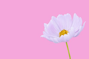 Cosmos pembe üzerinde izole kırpma yolları - çiçek.