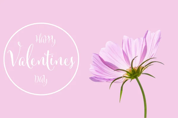 День Святого Валентина Фон Цветком Космоса Изолированы Розовом Фоне — стоковое фото