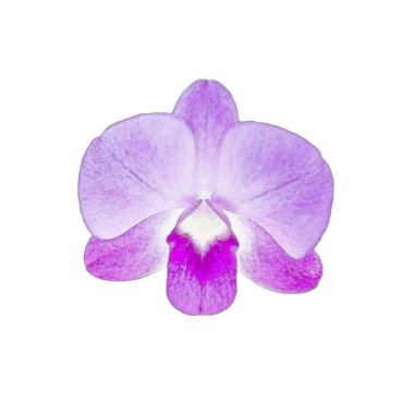 suluboya beyaz arka plan üzerinde izole güzel orkide çiçek.