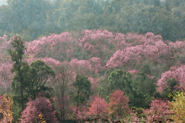 Acquerello Fiore Rosa Sakura Fiore Ciliegio Sulla Montagna Chiang Mai — Foto Stock