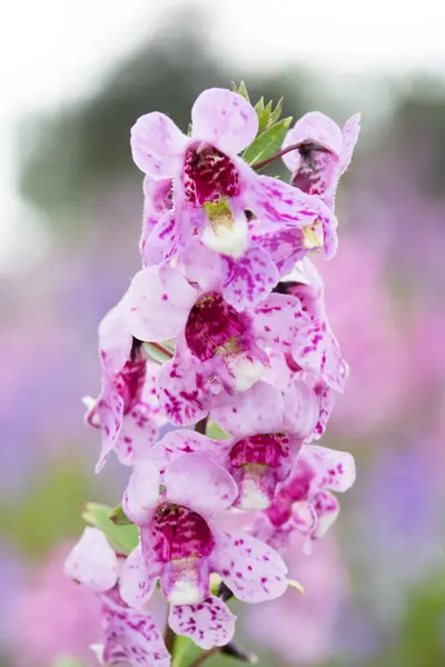 Waew Wichian Květ Angelonia Goyazensis Bliznu — Stock fotografie