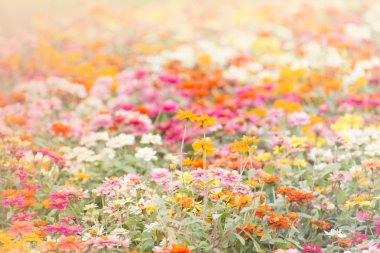 Yumuşak odak çiçek arka plan (renkli çiçek).