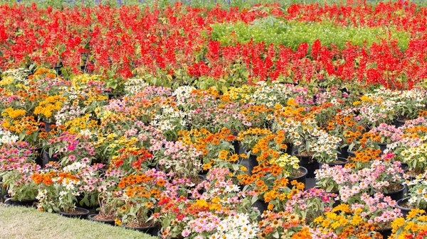 Park Virágzó Színes Virágágyások — Stock Fotó