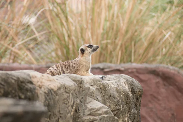 Meerkat Sitting Rock Lookout Nature — Stock Photo, Image