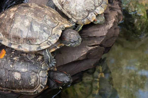 Schildpadden Zittend Een Tak — Stockfoto