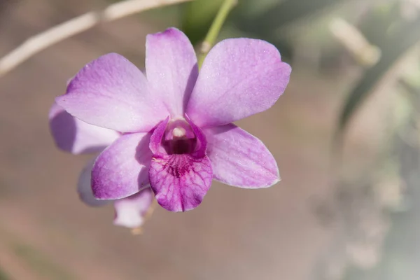 Vackra Orkidéer Blommor Trädgården — Stockfoto