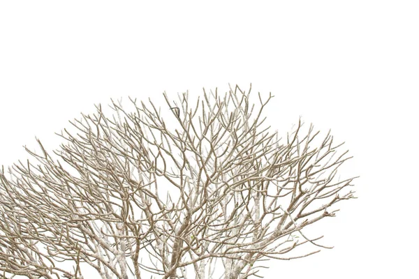 Ramura uscată a unui copac — Fotografie, imagine de stoc