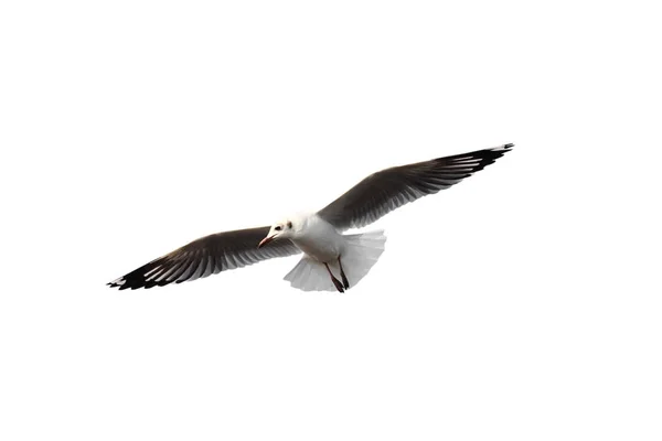 Seagull flying. — Stock Photo, Image