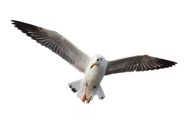 Seagull flying. — Stock Photo, Image