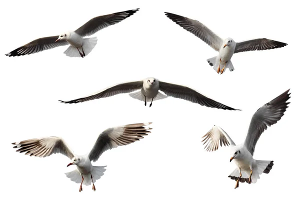 Set of seagulls. — Stock Photo, Image