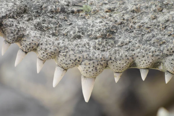 Dentes de perto de um crocodilo . — Fotografia de Stock