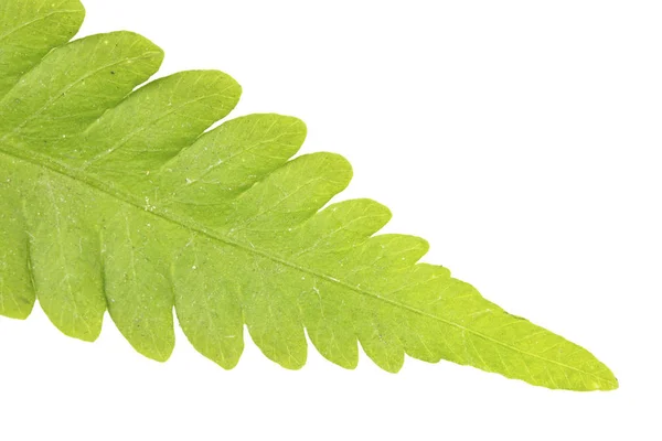 Feuille verte isolée sur fond blanc — Photo