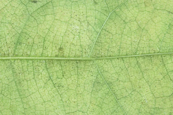 Nahaufnahme grünes Blatt für Hintergrund — Stockfoto